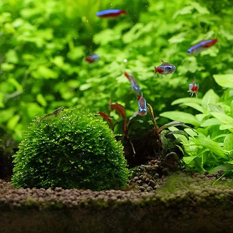 Plastic Aquarium Moss Ball Fil - Pet Supplies Fish recensione e prezzo