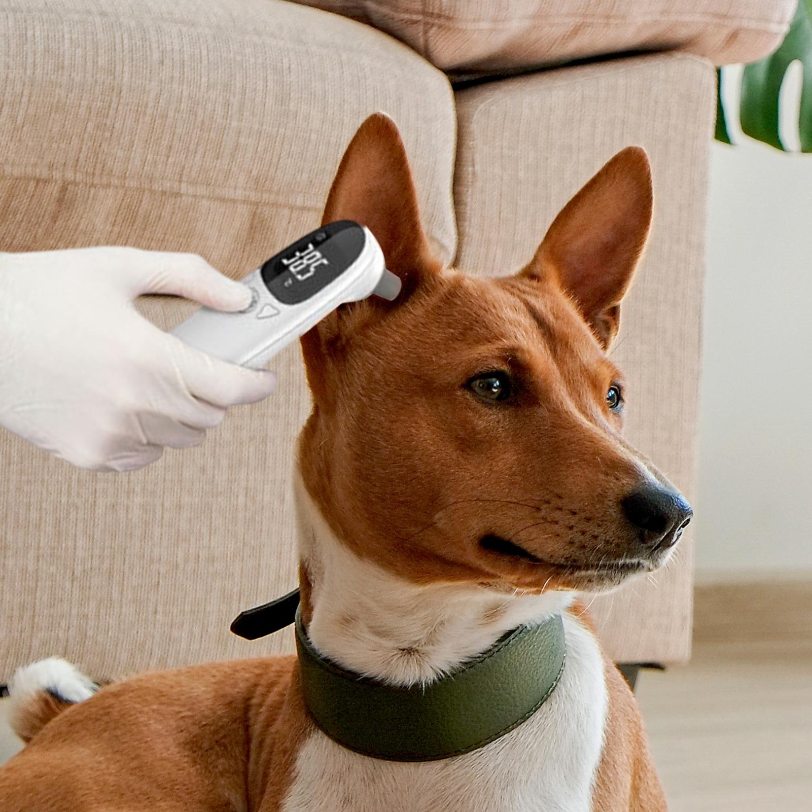 Dog Cat Ear Thermometer Medica - Pet Supplies Vet recensione e prezzo